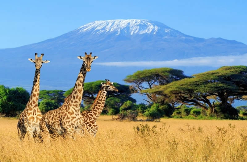 kilimanjaro