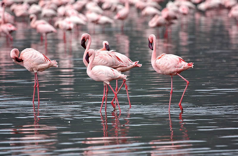 Lake Nakuru