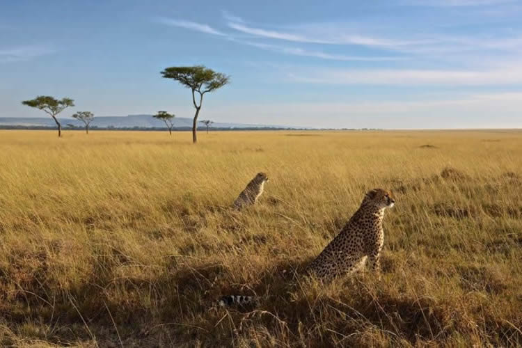 Masai Mara